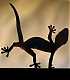   Lizard
