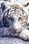 Аватар для G-Tiger